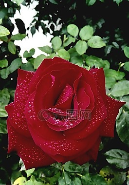 花,玫瑰,性質(zhì)