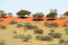 veld,树干,土壤