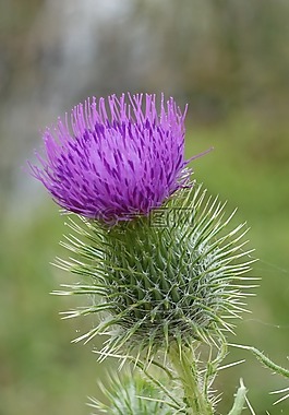 薊,特寫(xiě),花