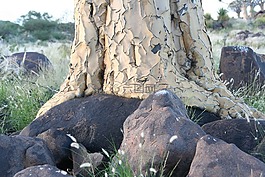 箭袋樹,樹皮,樹