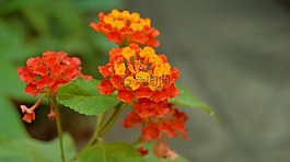 勒,花园,黄色的花朵