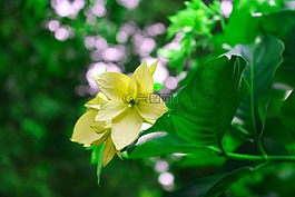 花,綠色,潔白的花朵