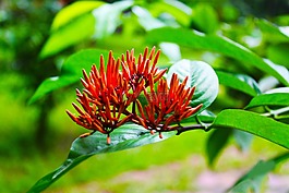 花,紅色的花,綠樹