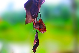 綠色,干葉,干