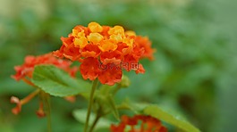勒,花园,黄色的花朵