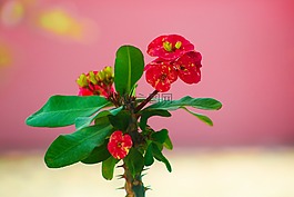 紅色的花,綠葉,美麗的花