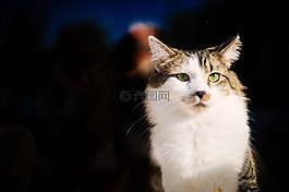 猫,猫的,可爱