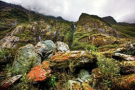 雨林,新西蘭,南島