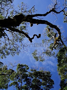 樹,天空,藍色