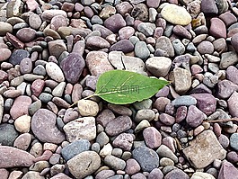 葉,巖,海灘