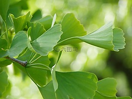 銀杏,綠色,葉子