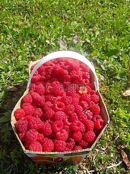 覆盆子,購物籃,夏季