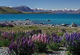 新西兰,湖 tekapu,lupinien