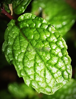 薄荷,葉,薄荷醇