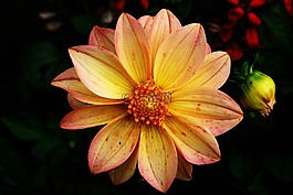 花,植物,花的