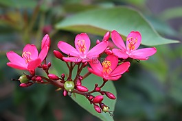 花,自然,植物區(qū)系