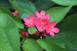 自然,植物區(qū)系,花