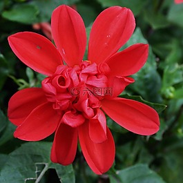紅色,花,夏天
