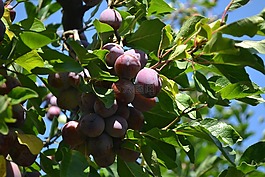 培養(yǎng),李子,有機
