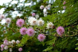 鮮花,粉紅色,白