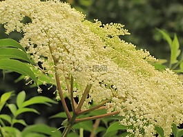 花的,植物,自然