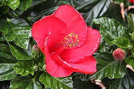 開花,芙蓉,鮮花