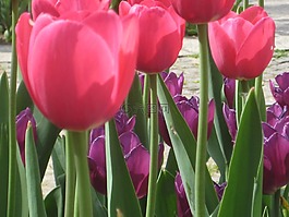 郁金香,花,春天