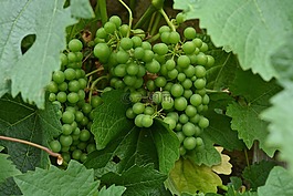藤,水果,農(nóng)業(yè)