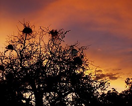 天空,燕窩,樹