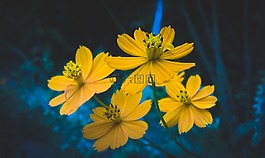 自然,花,植物區(qū)系