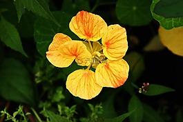 花,黃色,春