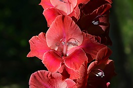唐菖蒲,gladidus,蝴蝶溫室