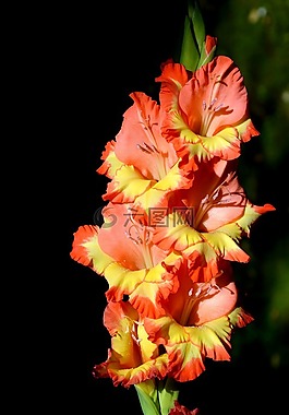 唐菖蒲,gladidus,蝴蝶温室