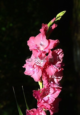 唐菖蒲,gladidus,蝴蝶溫室
