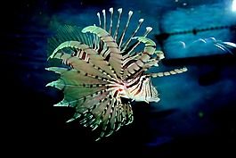 魚,水族館,藍色