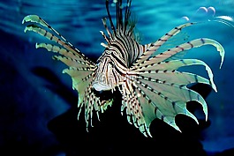 魚,水族館,藍(lán)色