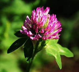 三葉草,花,綠色