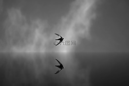 schwalbe,鳥,空氣