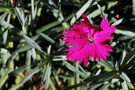 康乃馨,花,粉红色