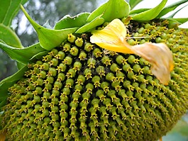 太陽花,開花,廠