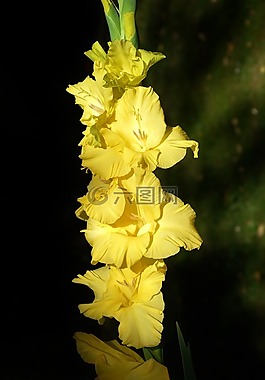 唐菖蒲,gladidus,蝴蝶溫室