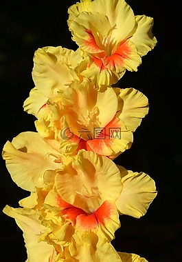 唐菖蒲,gladidus,蝴蝶溫室