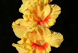 唐菖蒲,gladidus,蝴蝶溫室