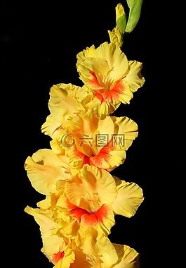 唐菖蒲,gladidus,蝴蝶温室