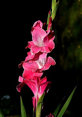 唐菖蒲,gladidus,蝴蝶温室