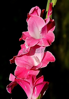 唐菖蒲,gladidus,蝴蝶溫室