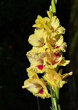 唐菖蒲,gladidus,蝴蝶温室