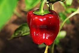 紅辣椒,胡椒,蔬菜
