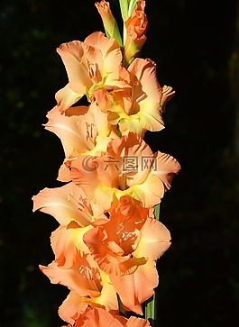 唐菖蒲,gladidus,蝴蝶溫室