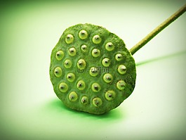 蓮花,種子,花